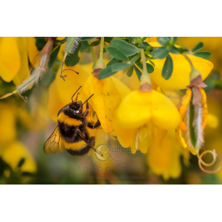 Fotograf Saar Pfalz Natur Makro Insekt Hummel Outdoor Naturfotografie