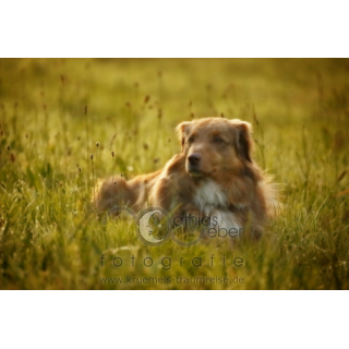 Tierfotografie Saar Pfalz Hund Australian Shepherd Outdoor Wiese Feld