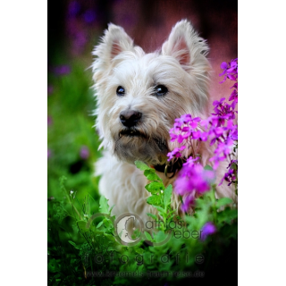 Tierfotografie Saar Pfalz Hund West Highland White Terrier Westie Outdoor Garten Blumen