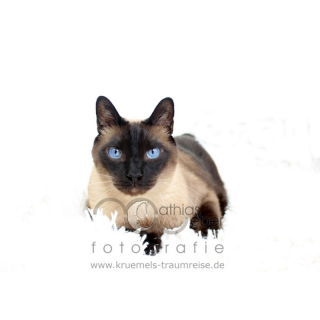 Tierfotografie Saar Pfalz Katze Siam Studio weiÃ