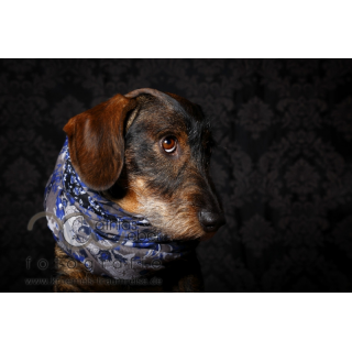 Tierfotografie Saar Pfalz Rauhaardackel Hund Portrait Studio